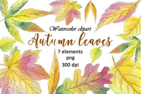 Leaves Autumn Watercolor Clipart Maple Guide